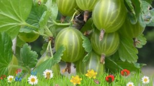 Крыжовник обыкновенный Уральский изумруд ? Обзор: посадка и уход. крупномеры: описание и особенност