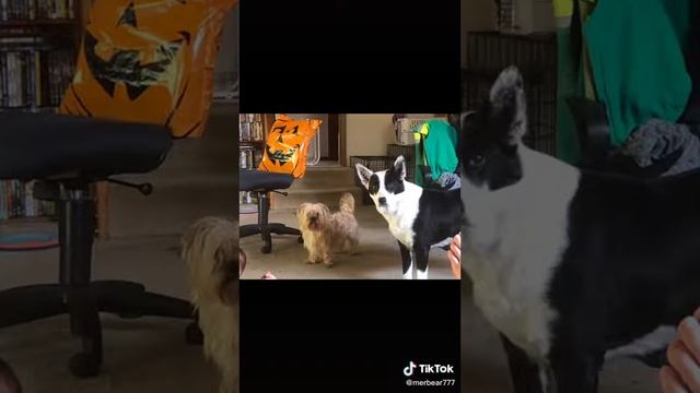 Annie and trigger and drake and jazz and gizmo edit i have proof the dogs name is trgger смотреть онлайн