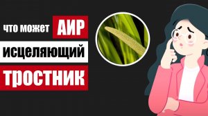 Корень аира: исцеляющий все внутренние органы