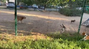 Ну и реакция у собак на Басенджи Смарта