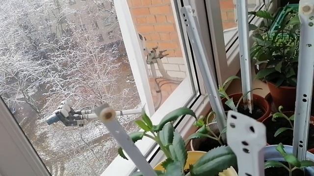Каланхоэ Дегремона.  Уход