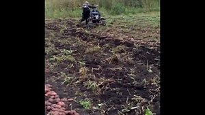 Копаем картошку мотокультиватором
