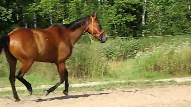 Шаг, рысь, галоп, 17 июля 2010.wmv смотреть онлайн