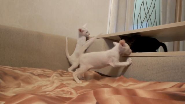 Ориентальные котята