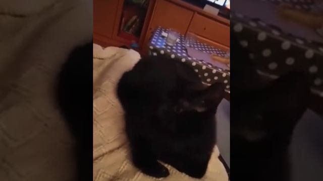 Котики