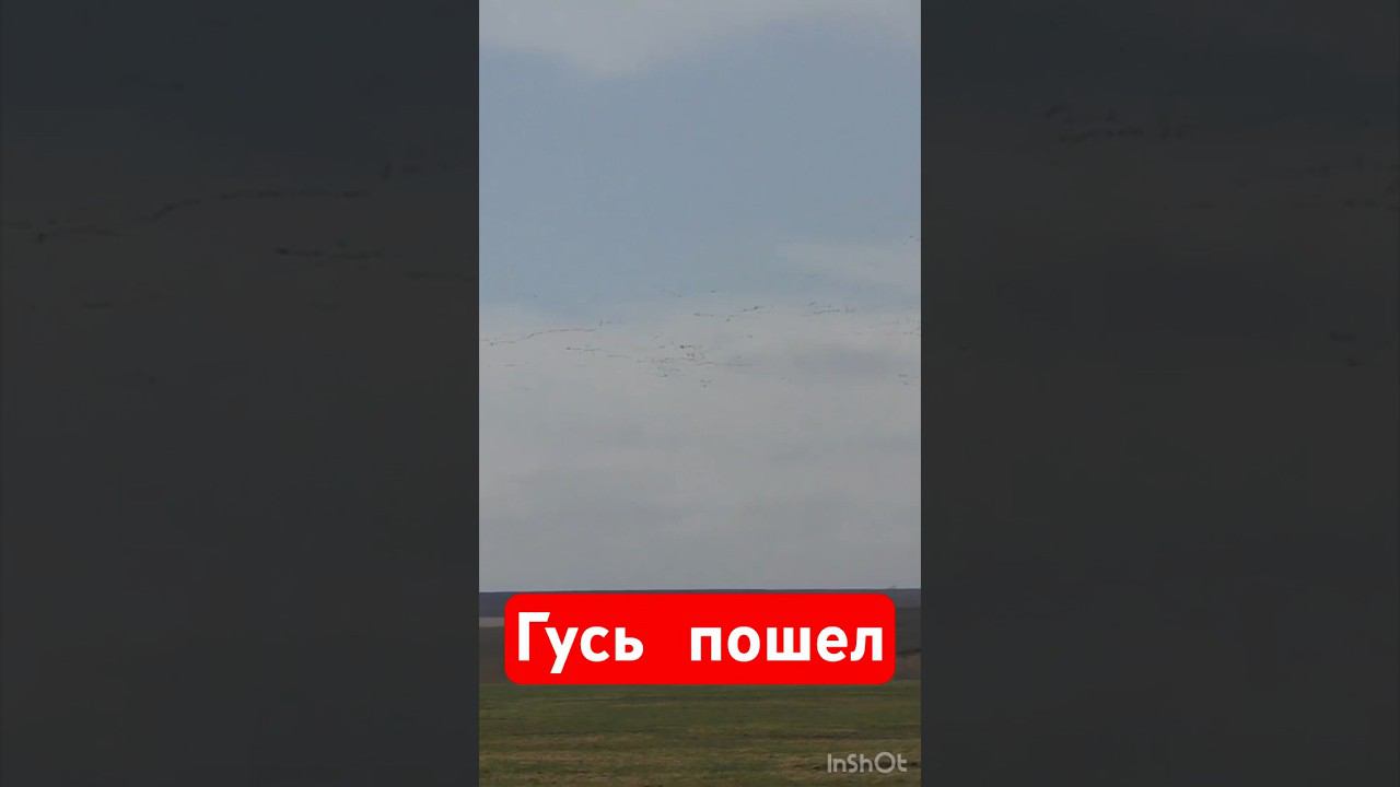 ЗАСТРЯЛИ НАМЕРТВОА ГУСЬ ПРЁТ#охота #охотанагуся #весенняяохота  #охотанауток #охотавидео #shorts