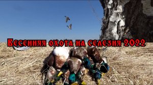 Охота на селезня! Шикарные налеты, селезни садились на голову!! Открытие сезона 2022! МР27 в деле