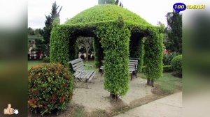 Landscape design ideas: "live" gazebo! 35 examples of arbors made of trees, braided rods!