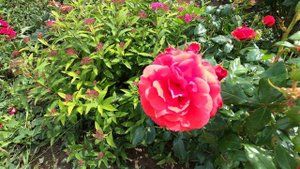 31. 05.2024 Цветы у дома