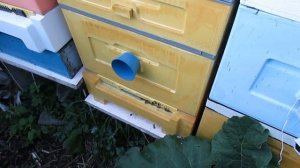первая обработка пчел в июне от клеща Варроа пихтовым маслом в 12 рамочном Дадане с магазинами