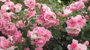 Royal Bonica Roses 2019