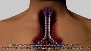 Что такое трахея и ее функции