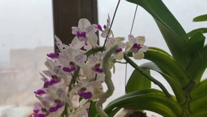 Ринхостилис гигантея Rhynchostylis Gigantea