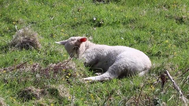 Gerber Quadrant Bamboo Sheepfoot Flipper Review | Retro: Yes. EDC: No. смотреть онлайн