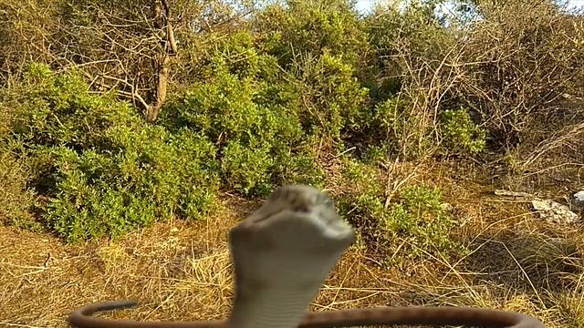 Halloween СКАЗКА?Заколдованная принцесса?? смотреть онлайн