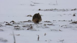 Жаворонок и Зяблик ищут корм под снегом, наблюдение птиц в Новгородской области, 20 апреля 2024