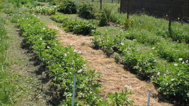 Самый ранний картофель Урожай картофеля к июлю | Посадка и выращивание картофеля для раннего урожая смотреть онлайн