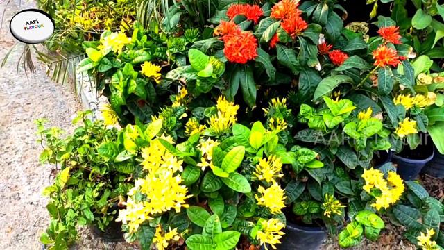 മനോഹരമായ ചെടികളും പൂക്കളും അബുദാബി മിനയിൽ നിന്നുള്ള വ്യത്യസ്ത കാഴ്ചകൾ | Plant Nursery | Aafi Flavou