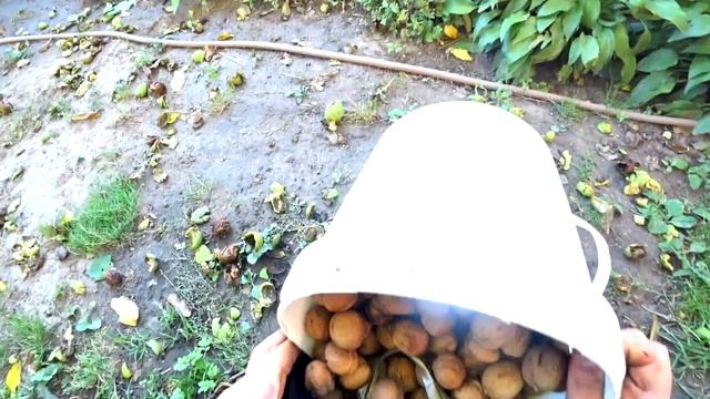 Сколько можно заработать на ГРЕЦКИХ ОРЕХАХ ? Грецкий орех как бизнес