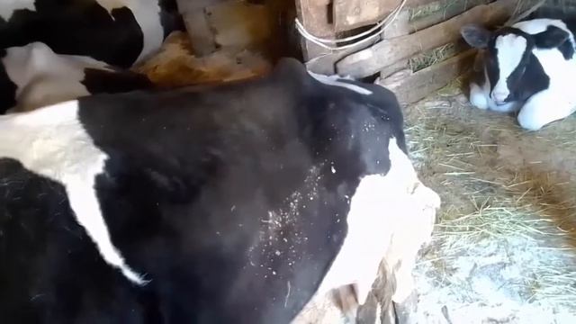 Отёл, парез, кетоз //Женщина в деревне смотреть онлайн