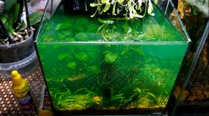 Как избавиться от водорослей в аквариуме! Удаление водорослей с аквариумного оборудования!