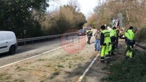 В Сочи вырубают деревья, чтобы избежать аварий