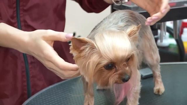 Советы грумера: рассказываем, как следить за собакой летом смотреть онлайн