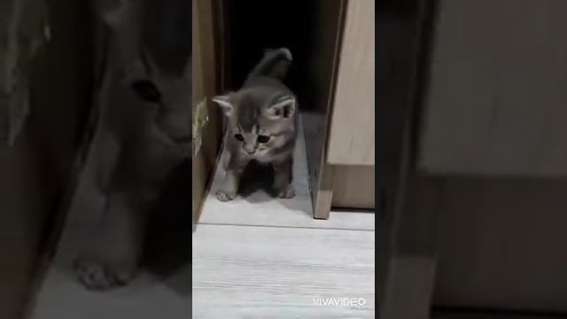котята в добрые руки.