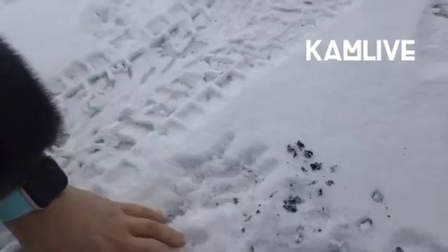 Экология Камчатки. Чистый воздух?