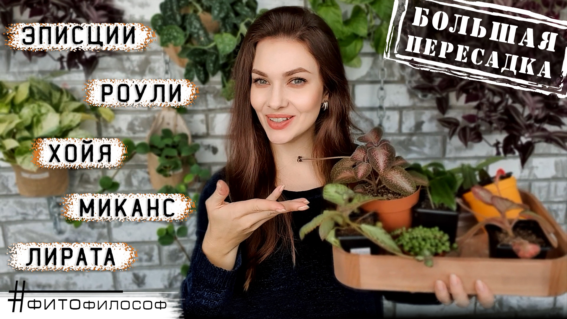 Большая ПЕРЕСАДКА РАСТЕНИЙ ? Хойя, Традесканции, Эписции, Крестовник Роули, Филодендрон Миканс  ?