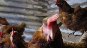 Куры кудахчут