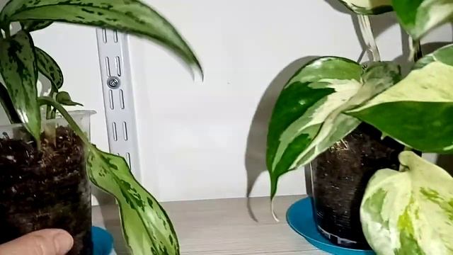 Цветочные закоулки в коридоре.