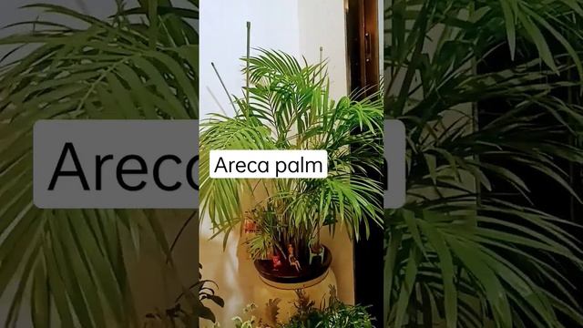 Areca palm