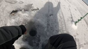 Ловля окуня в Заонежье. Трудовая вышла рыбалка! Зимняя рыбалка в Карелии 2021