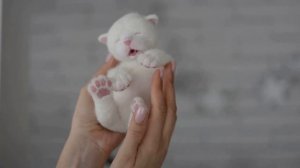 Новорожденный котенок - реалистичная игрушка. New born kitten - realistic toy