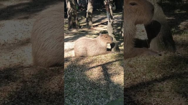 Капибара в Геленджике (сафари парк) смотреть онлайн