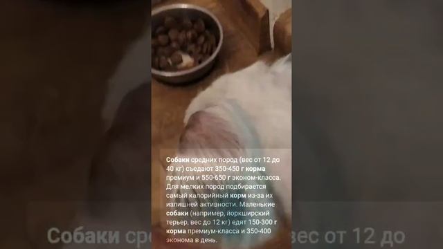 Сколько граммов корма на дать маленькой собаке на 1 раз смотреть онлайн