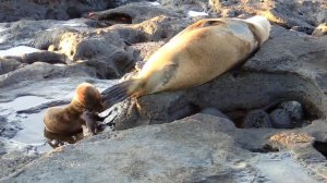 Galapagos Sea Lion and Pup, Galapagos