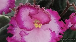 Фиалка Пиратское Сокровище (Lion's Pirate's Treasure, S. Sorano). Описание сорта фиалки.