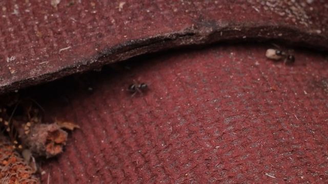 Canon M50 + Mikar S 4.5/55mm смотреть онлайн