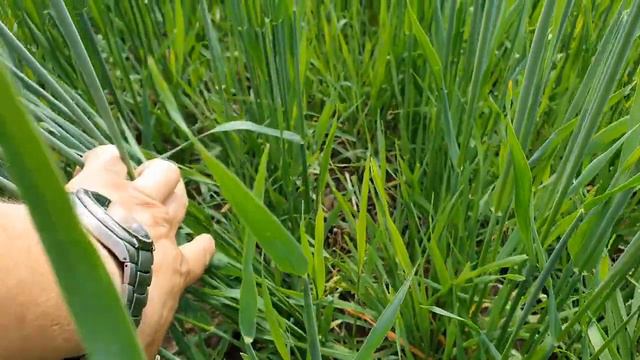 Подсев озимой ржи весной, продолжение. смотреть онлайн