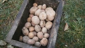 Можно ли козе давать  картошку?