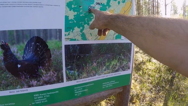 ЛЕСНАЯ ХИЖИНА ПРИКЛЮЧЕНИЯ НА БОЛОТЕ ТУРИСТИЧЕСКАЯ ТРОПА MATKARADA ESTONIA EESTI