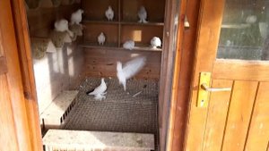 Чем кормлю голубей и где покупаю корм и минералы. Обзор голубей. 02.10.2021