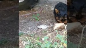 Йорки йоркширский терьер щенки мини и стандарт размер