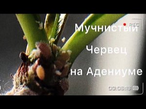 Мучнистый червец на Адениуме! Спасибо за помощь!!!