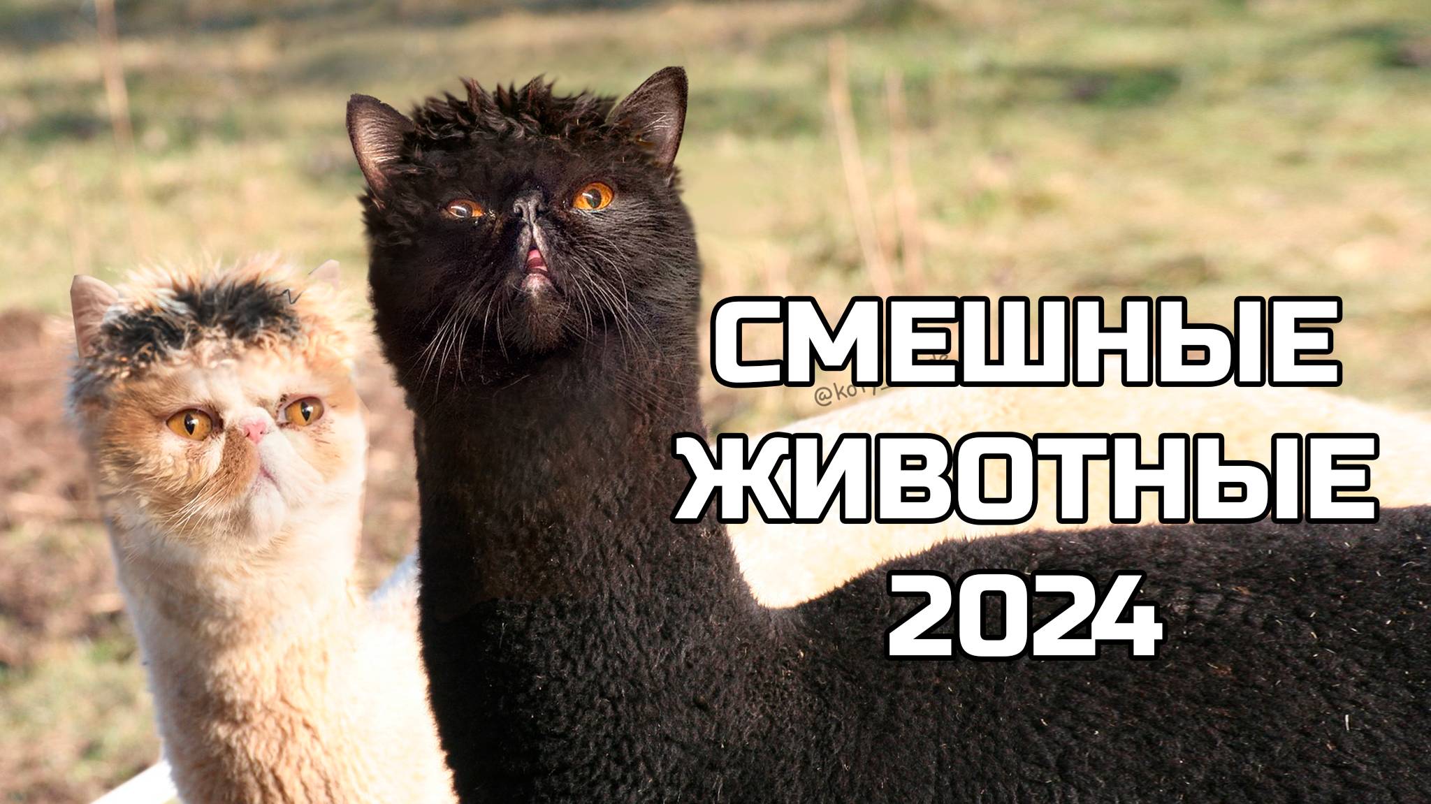 СМЕШНЫЕ ЖИВОТНЫЕ 2024  (№77) смешные коты