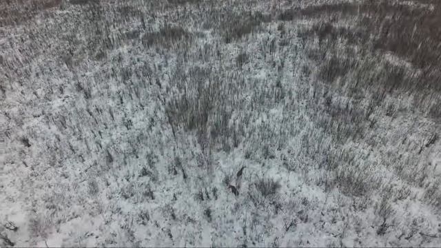 Квадрокопте для охоты, поиск лося.