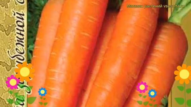 Морковь Балтимор f1. Краткий обзор, описание характеристик, где купить семена Baltimor f1 смотреть онлайн