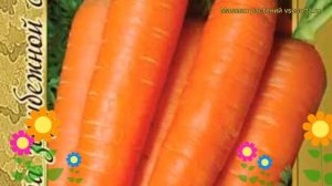 Морковь Балтимор f1. Краткий обзор, описание характеристик, где купить семена Baltimor f1